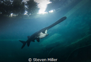Filter feeding Paddlefish by Steven Miller 